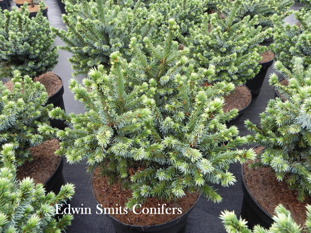 Picea omorika 'Pimoko'